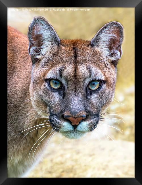 Cougar is watching you  Framed Print by Susan Sanger