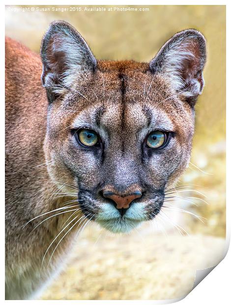 Cougar is watching you  Print by Susan Sanger