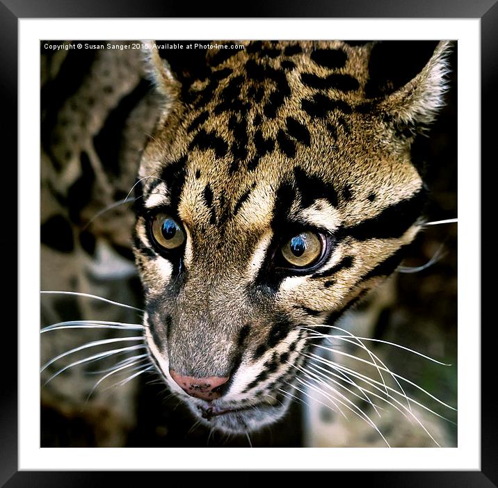  Close up of clouded leopard Framed Mounted Print by Susan Sanger