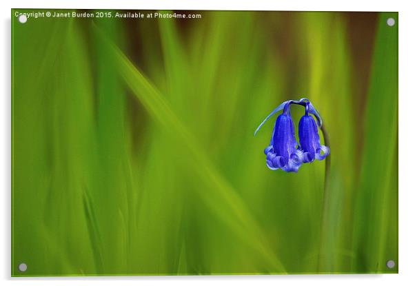 Woodland Bluebell Acrylic by Janet Burdon