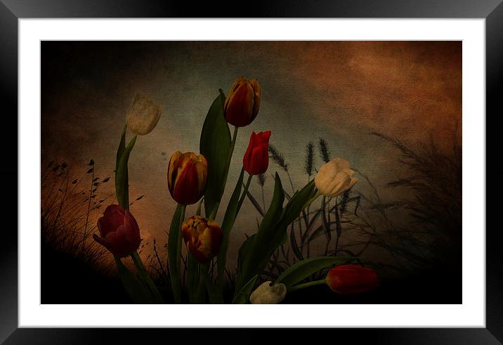  Tulips and grasses Framed Mounted Print by Eddie John
