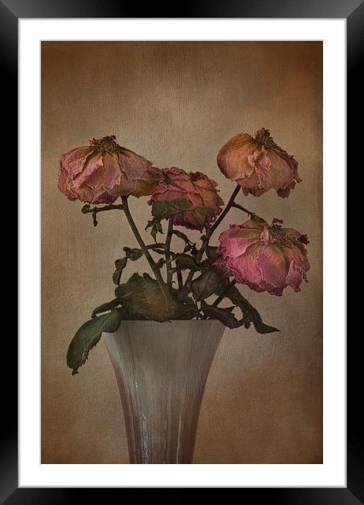  Withering Roses  Framed Mounted Print by Eddie John