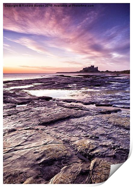  Sunrise Over Bamburgh Castle from Harkness Rocks Print by Richard Burdon