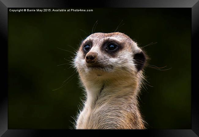 The Lookout Framed Print by Barrie May