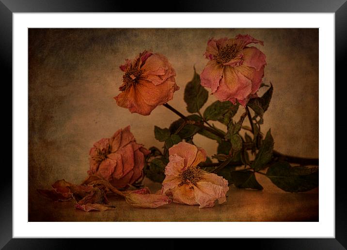  Fading away  Framed Mounted Print by Eddie John