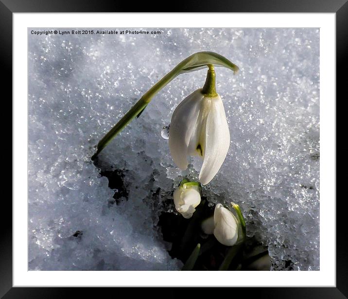  Snowdrops in the Snow Framed Mounted Print by Lynn Bolt