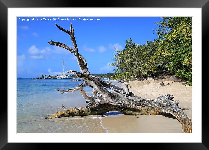  Fallen Tree Framed Mounted Print by Jane Emery