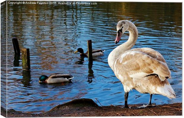 Beautiful young swan Canvas Print by Andrew Poynton