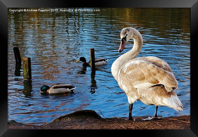 Beautiful young swan Framed Print by Andrew Poynton