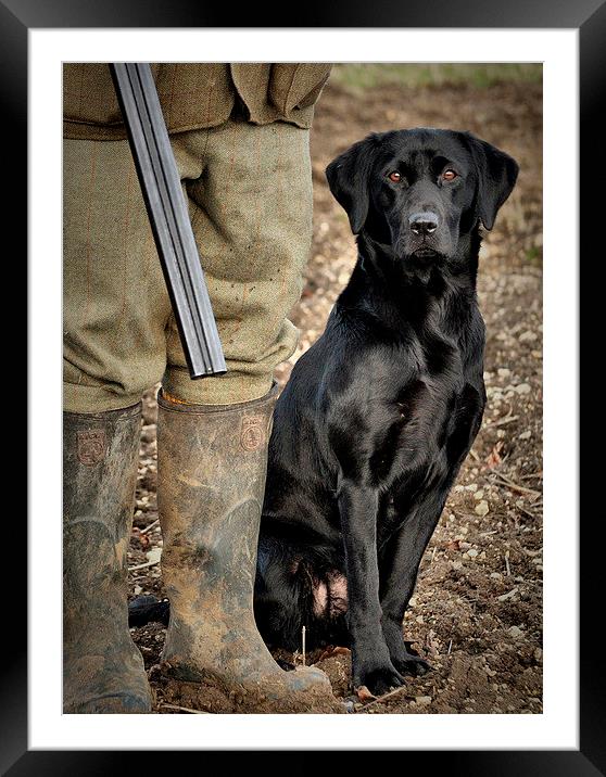 Black Labrador  Gundog awaiting command  Framed Mounted Print by Jon Fixter