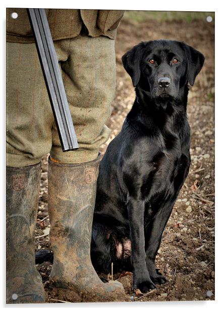 Black Labrador  Gundog awaiting command  Acrylic by Jon Fixter