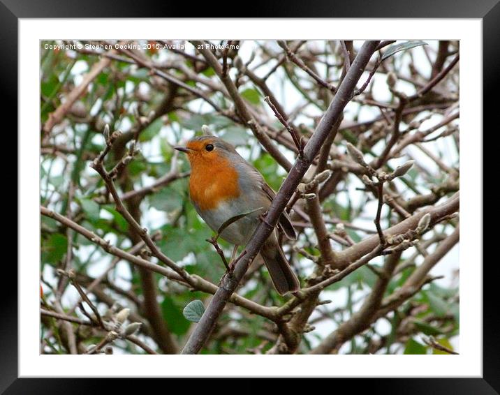  Robin in the Garden Framed Mounted Print by Stephen Cocking