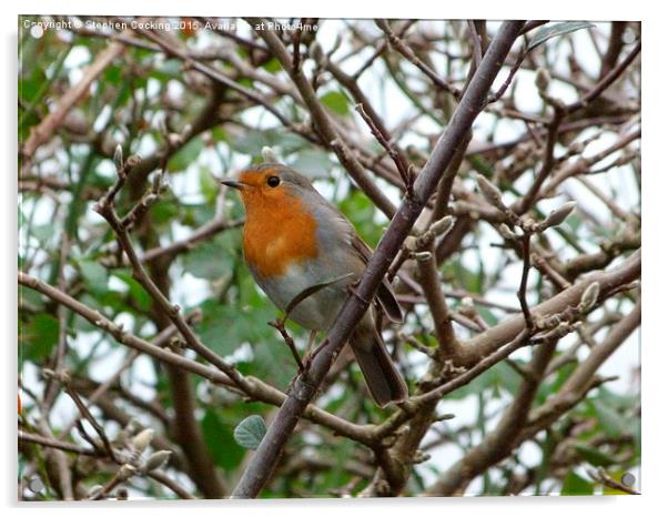  Robin in the Garden Acrylic by Stephen Cocking