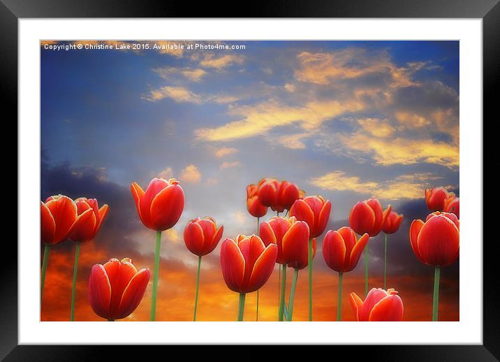  Tulip Sunset Framed Mounted Print by Christine Lake