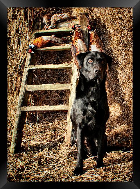  Black Labrador His Work is over  Framed Print by Jon Fixter