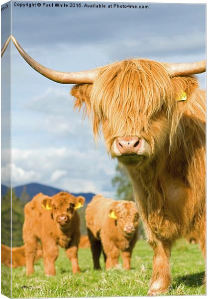  Highland coos! Canvas Print by Paul White