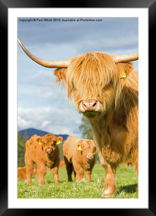  Highland coos! Framed Mounted Print by Paul White