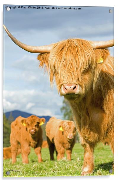  Highland coos! Acrylic by Paul White