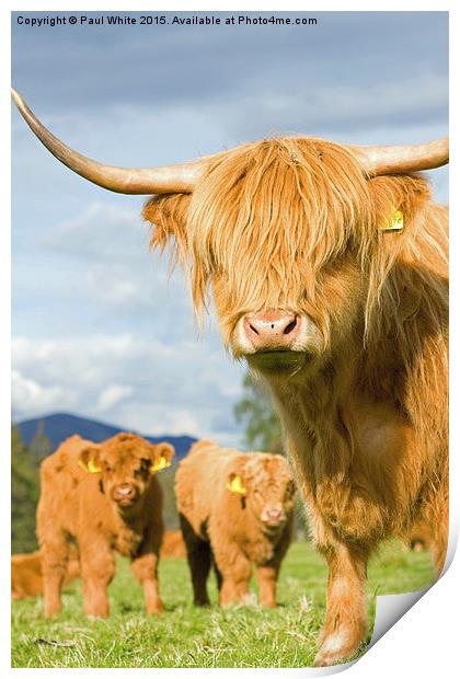  Highland coos! Print by Paul White