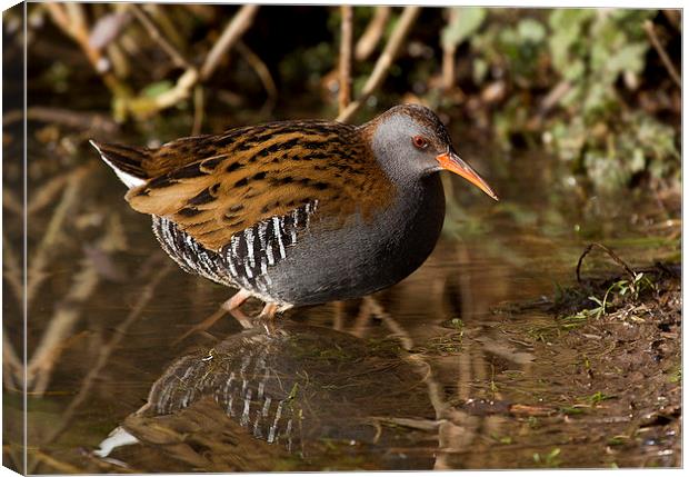  Water Rail Canvas Print by Chris Griffin