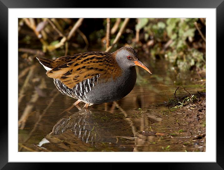  Water Rail Framed Mounted Print by Chris Griffin