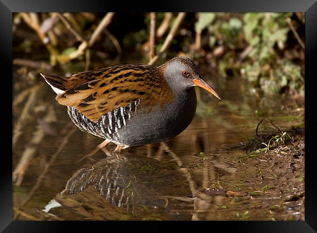  Water Rail Framed Print by Chris Griffin