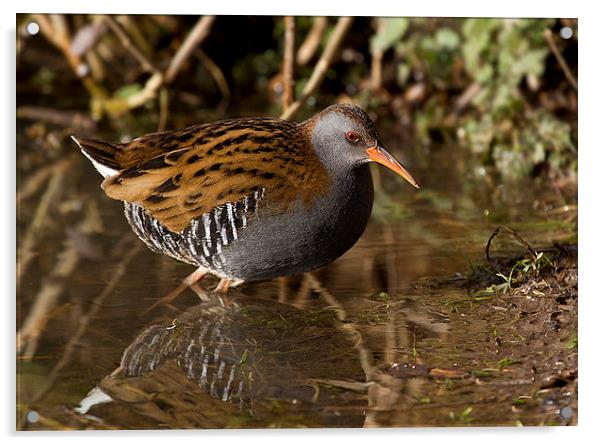  Water Rail Acrylic by Chris Griffin