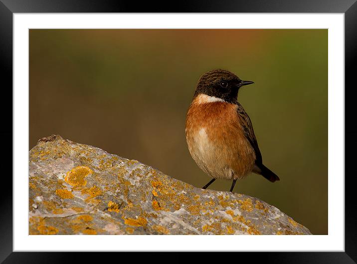  Stonechat Framed Mounted Print by Chris Griffin