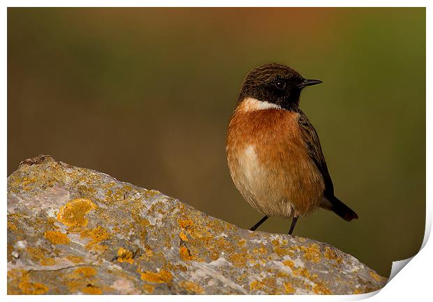  Stonechat Print by Chris Griffin