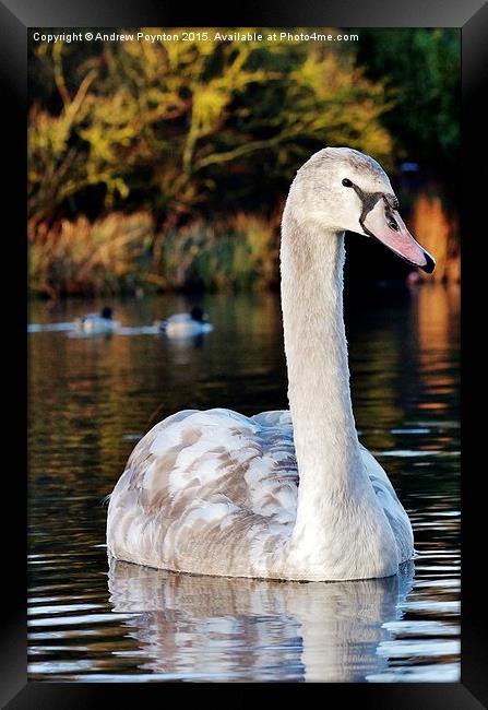  Swan Framed Print by Andrew Poynton