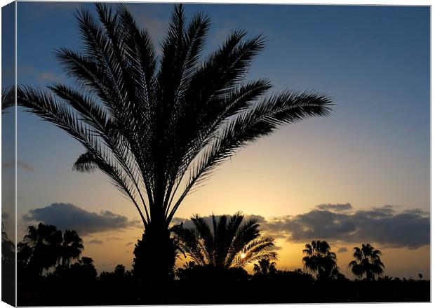 Palm Tree Sunrise at Fuerteventura Canary Islands Canvas Print by Rosie Spooner