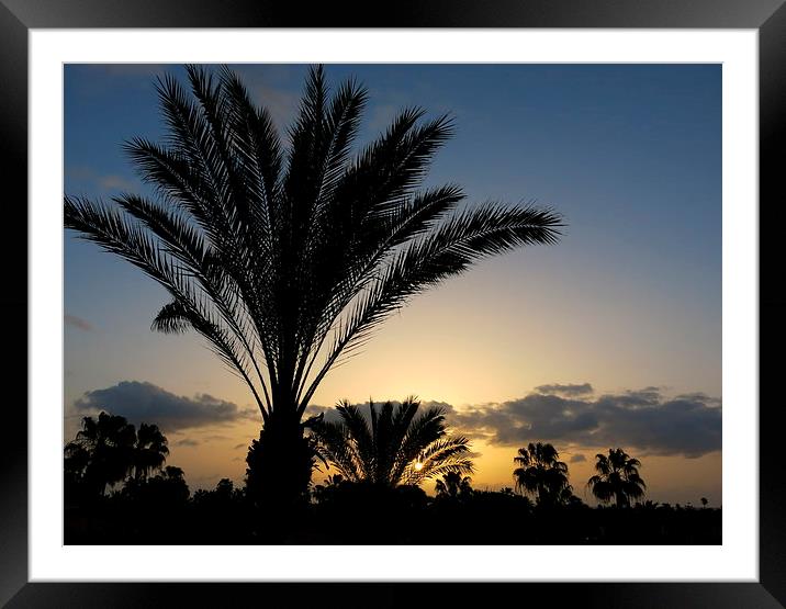 Palm Tree Sunrise at Fuerteventura Canary Islands Framed Mounted Print by Rosie Spooner