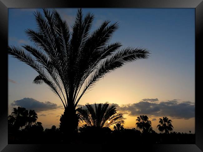 Palm Tree Sunrise at Fuerteventura Canary Islands Framed Print by Rosie Spooner