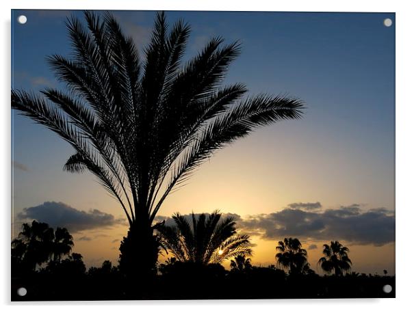 Palm Tree Sunrise at Fuerteventura Canary Islands Acrylic by Rosie Spooner