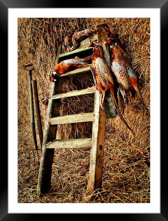  The Prize of pheasants Framed Mounted Print by Jon Fixter