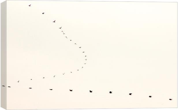  as the Crow flies II.............. Canvas Print by Gavin Wilson