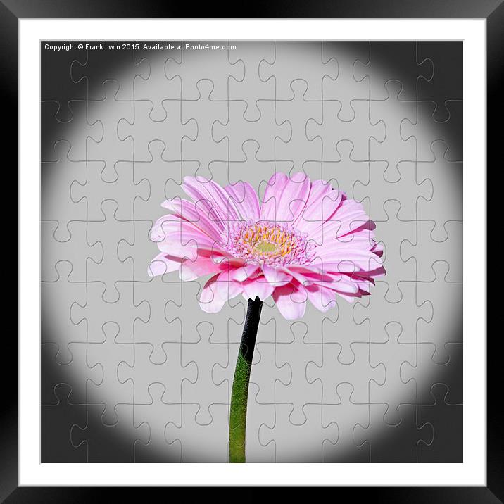 Gerbera as a jig-saw puzzle Framed Mounted Print by Frank Irwin