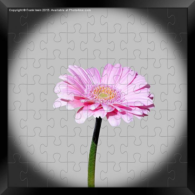 Gerbera as a jig-saw puzzle Framed Print by Frank Irwin