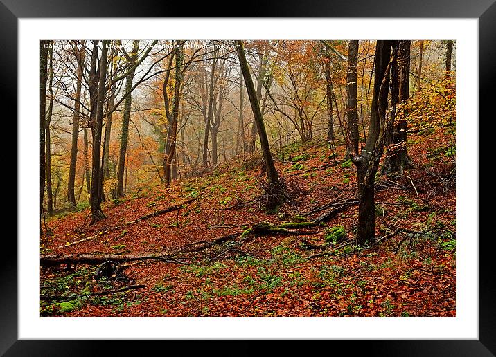  Forest of Dean Framed Mounted Print by Diana Mower