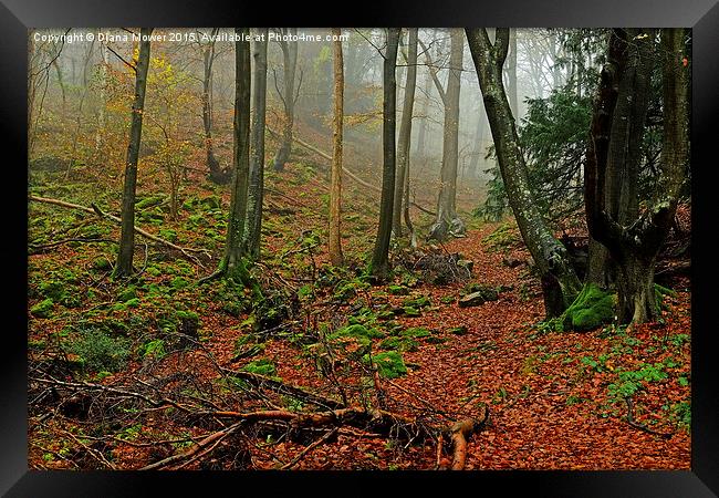  Misty Forest of Dean Framed Print by Diana Mower