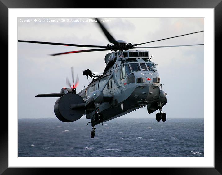  Red Rat Seaking Framed Mounted Print by Keith Campbell