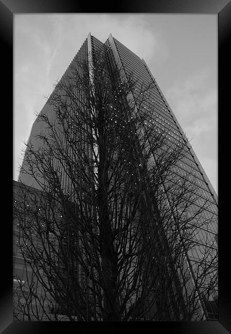 Canary Wharf Tower and Tree Framed Print by Iain McGillivray