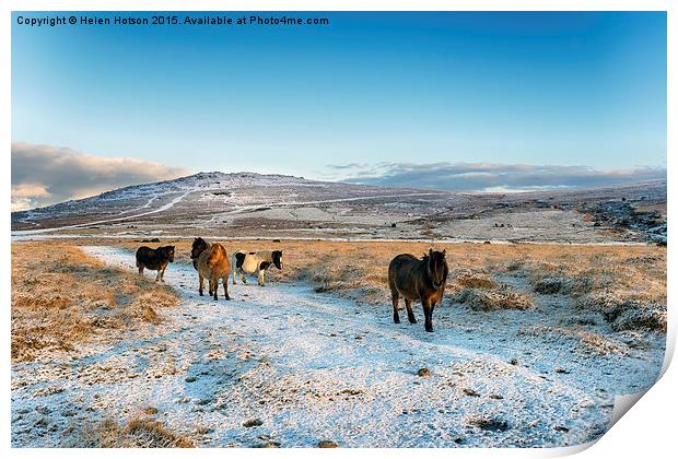 Dartmoor Ponies Print by Helen Hotson