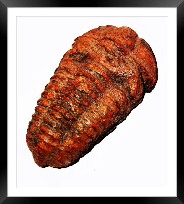 Trilobite Fossil  Framed Mounted Print by james balzano, jr.
