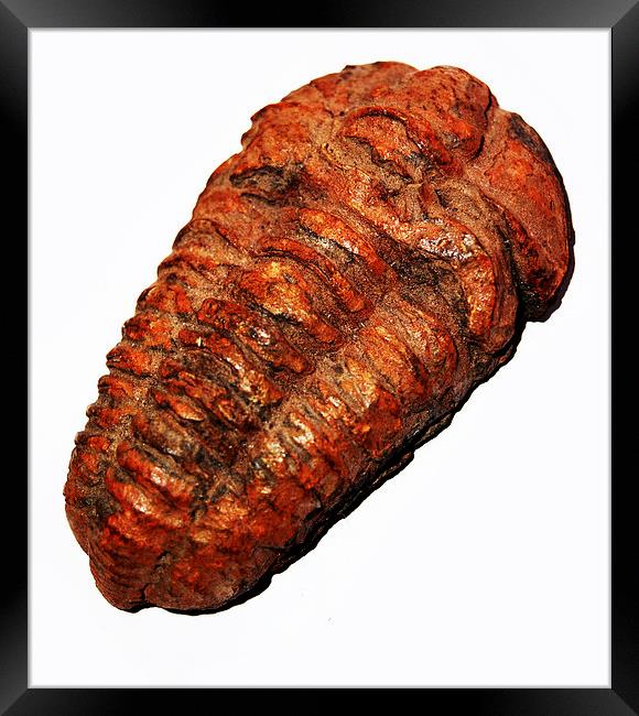 Trilobite Fossil  Framed Print by james balzano, jr.