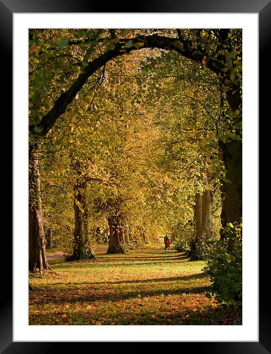  Between The Trees Framed Mounted Print by Terry Sandoe