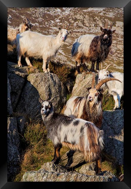 Welsh mountain goats Framed Print by Rory Trappe