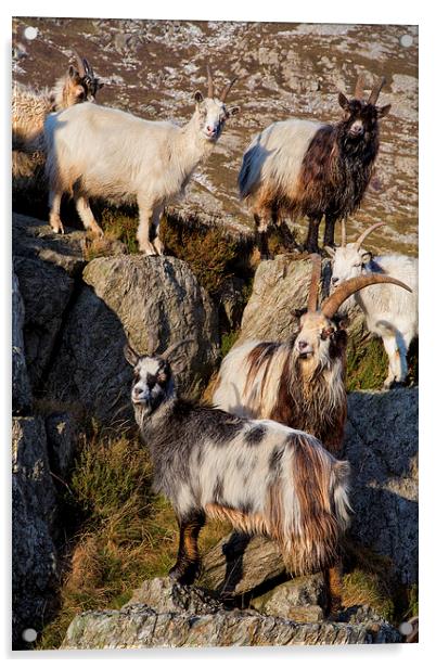  Welsh mountain goats Acrylic by Rory Trappe