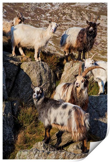  Welsh mountain goats Print by Rory Trappe