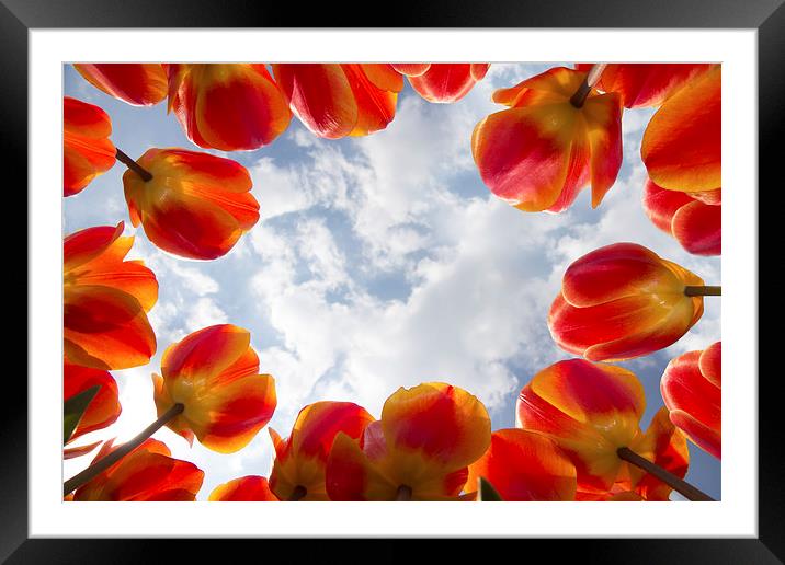 Valentine red tulips flowers Framed Mounted Print by Ankor Light